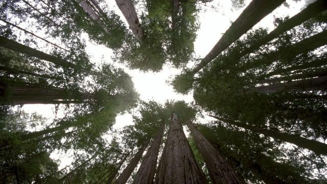 Waldwelten