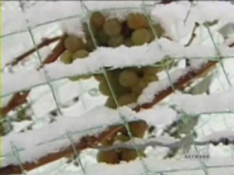 Canada: Ontario Icewine