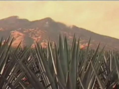 Mexico: Tequila