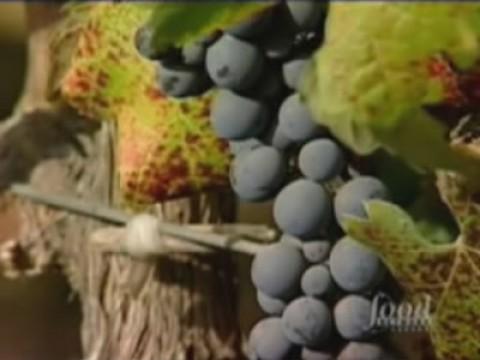 Chile: Chilean Wines