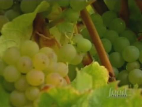 New Zealand: Sauvignon Blanc