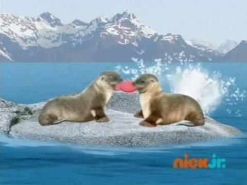 Les Wonder Choux sauvent des phoques