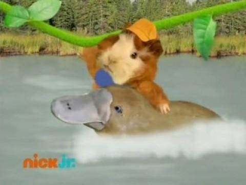 Les Wonder Choux sauvent l'ornithorynque