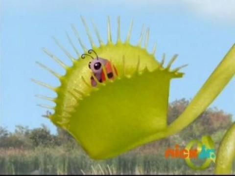 Les Wonder Choux sauvent la coccinelle