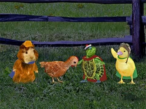 Les Wonder Choux sauvent le coq
