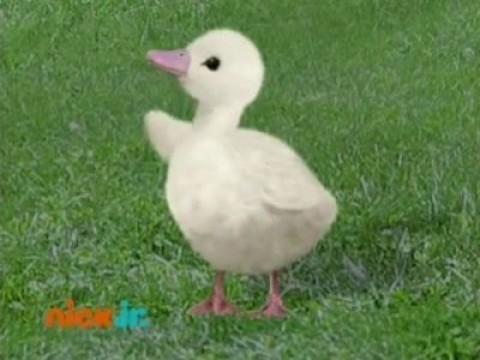 Les Wonder Choux sauvent un cygne