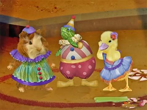 Les Wonder Choux rejoignent le cirque
