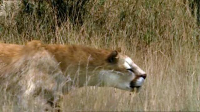 L'antenato della tigre