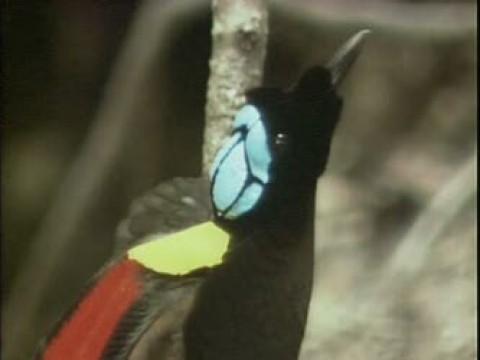 Attenborough in Paradise