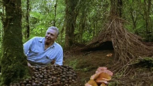 Bowerbirds: The Art of Seduction
