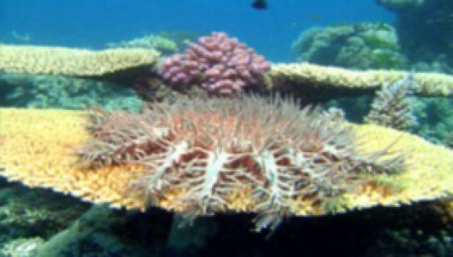 Crown of thorns: Starfish monster from the shallows