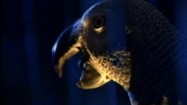 The Parrot