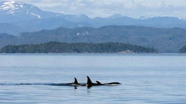 Call of the Killer Whale