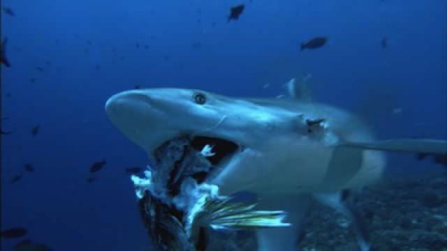 Sharks at Risk