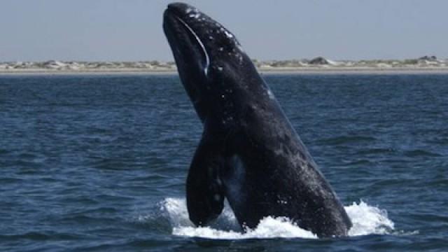 The Gray Whale Obstacle Course