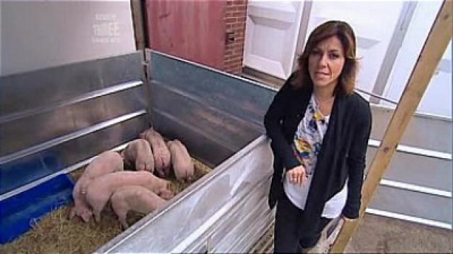 Suckling Pigs