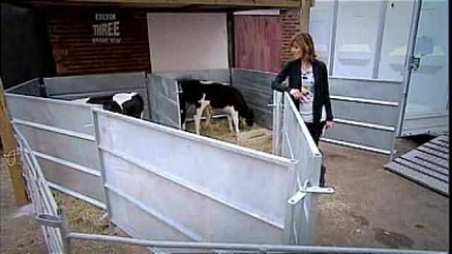 Veal Calf