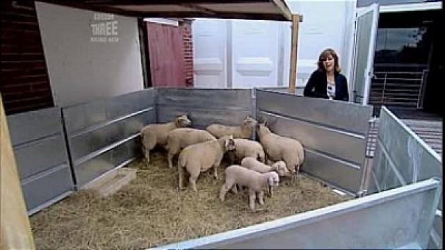 Lamb