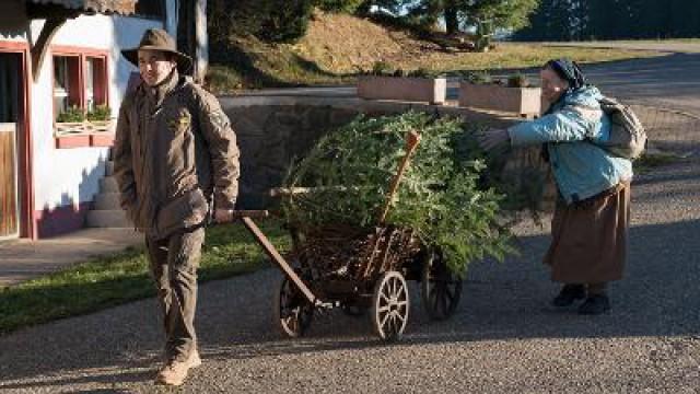 Ein Traum von einem Baum