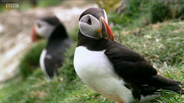 Shorts: Puffins