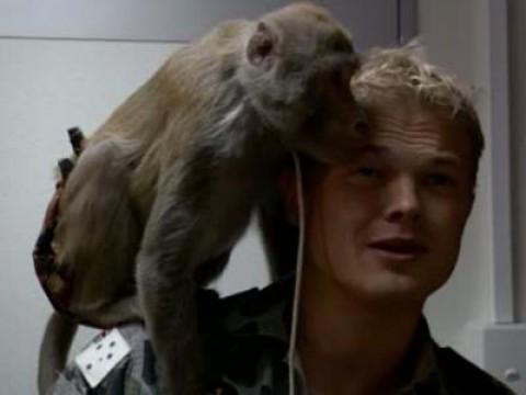 Monkey Business