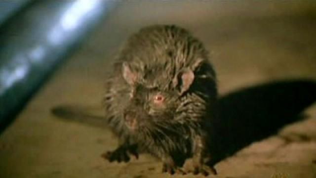 Superratten