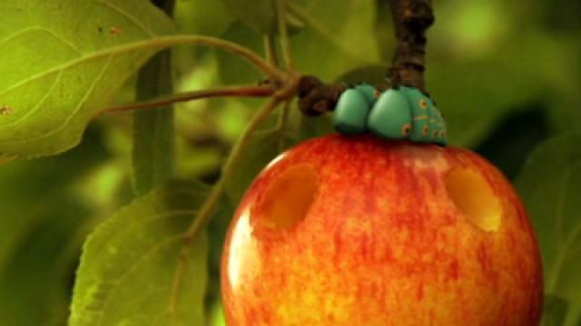 Pomme d'amour