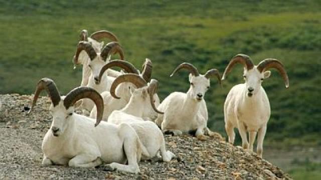 Denali: The Great Alaskan Wilderness