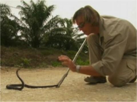 In Search of The Man-Eating Python