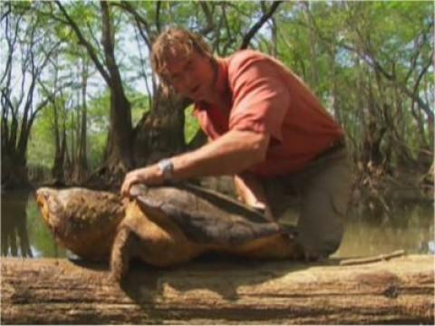 In Search of Monster Rattlers