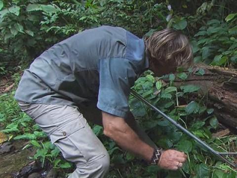 In Search of The Ultimate Pit Viper