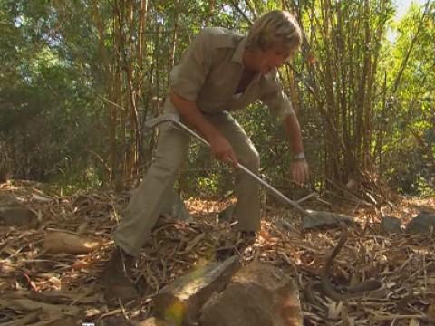 In Search of The King Cobra