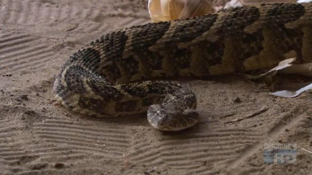 The Snake That Killed Cleopatra