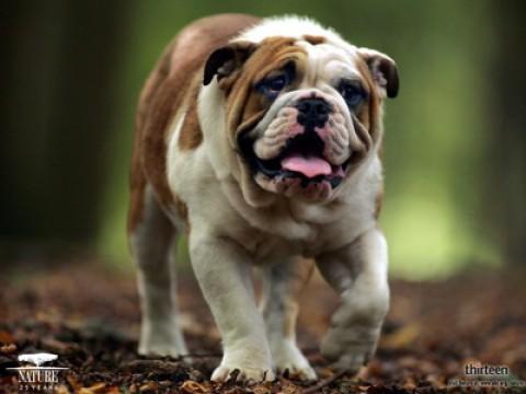 Dogs That Changed The World: Dogs by Design
