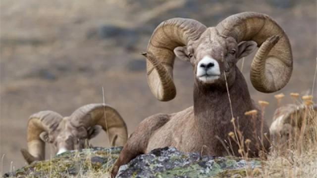 Running With The Herd: A NATURE Short Film