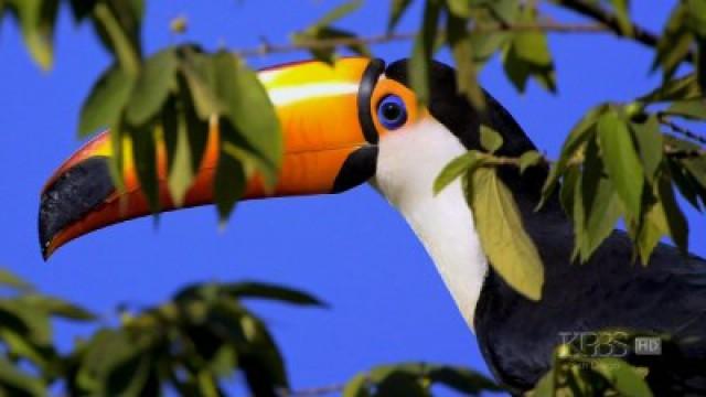 Brazil: The Pantanal