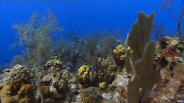 Reefs and Wrecks