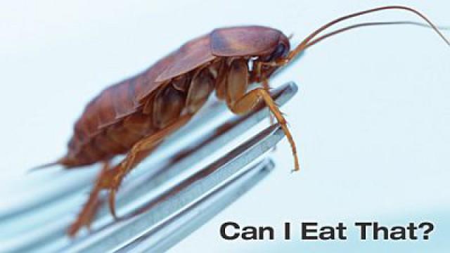 Can I Eat That?
