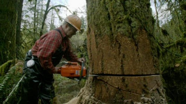 Snappin' Trees
