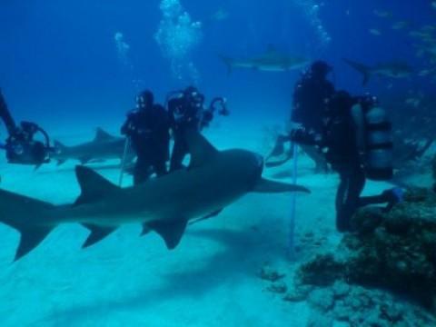 Bahamas, el tigre bajo el agua