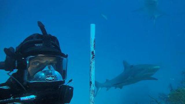 Bahamas, tras el tiburón oceánico