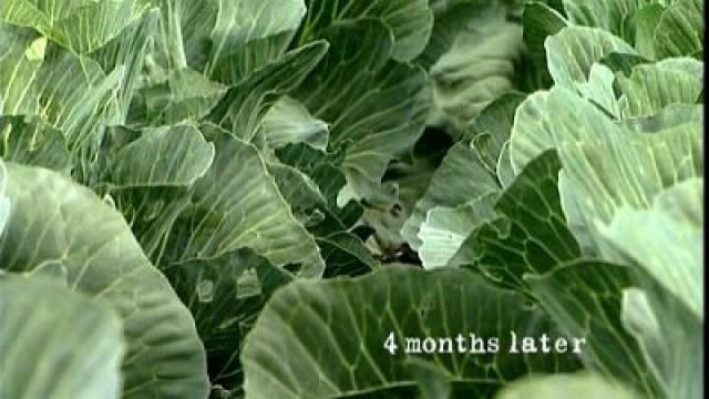 Cabbage