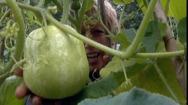 Pumpkins, Squashes & Sweetcorn