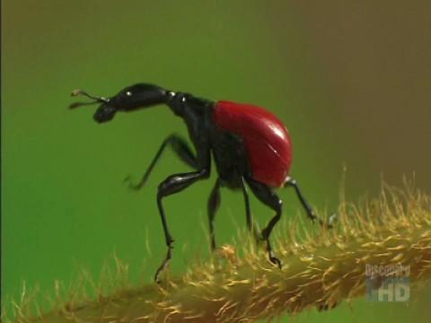 Insects at the End of the World