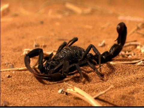 Scorpions