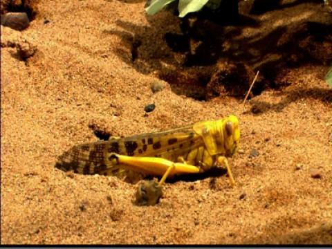 Life in the Desert