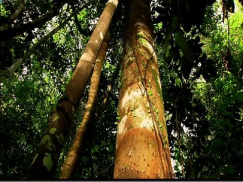 Life in a Single Tree