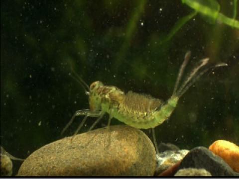 Aquatic Insects