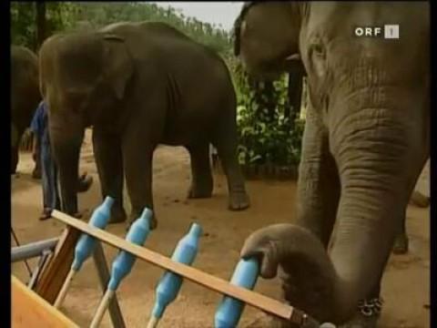 Unbeliebte Tiere
