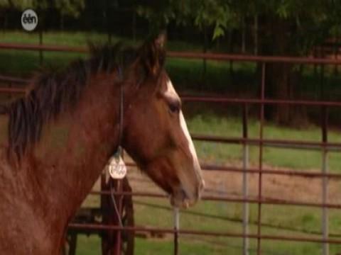 Hoe tem en berijd je een wild paard?